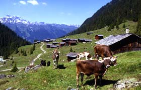 Montafoner Braunvieh